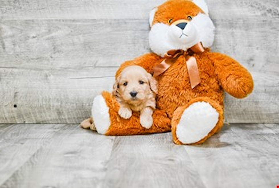 Little Golden Retriever Poodle Mix Puppy