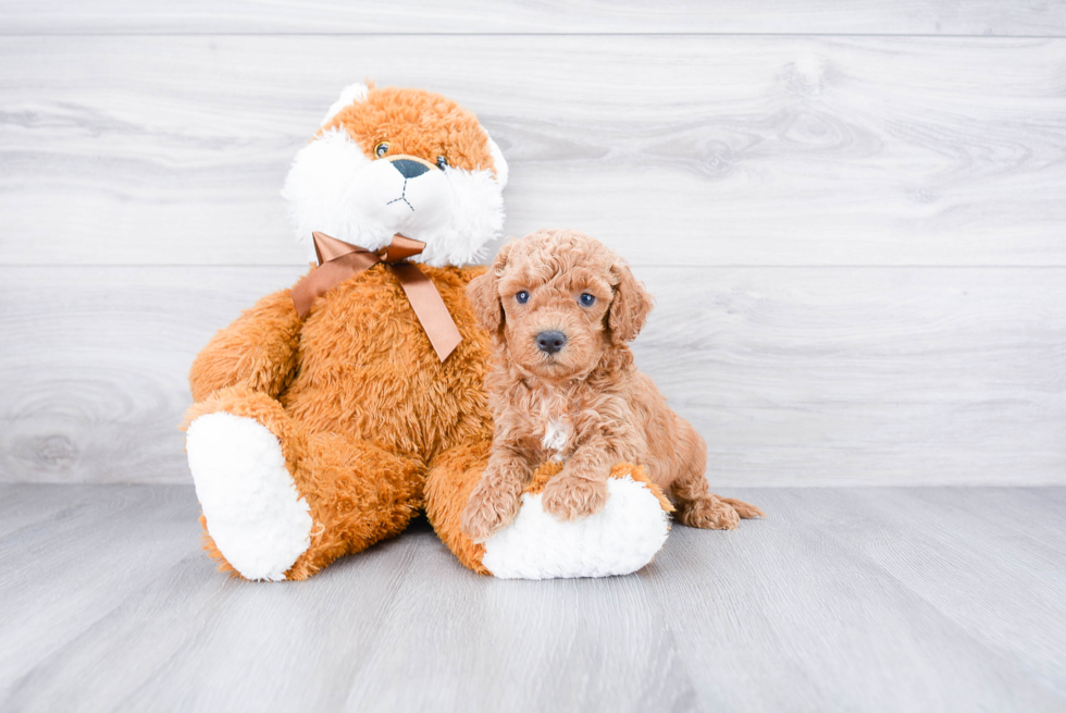 Cockapoo Pup Being Cute