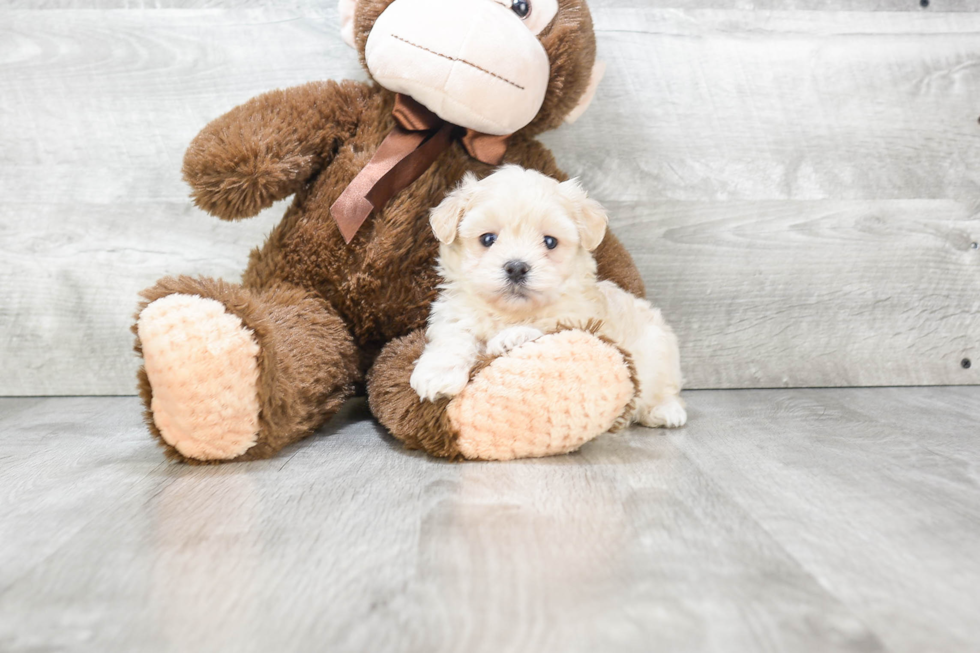 Best Maltipoo Baby