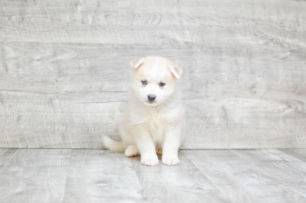 Petite Pomsky Designer Pup