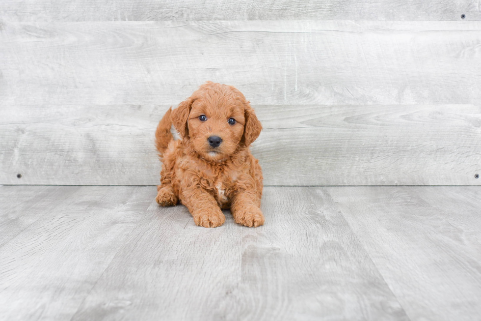 Little Golden Retriever Poodle Mix Puppy