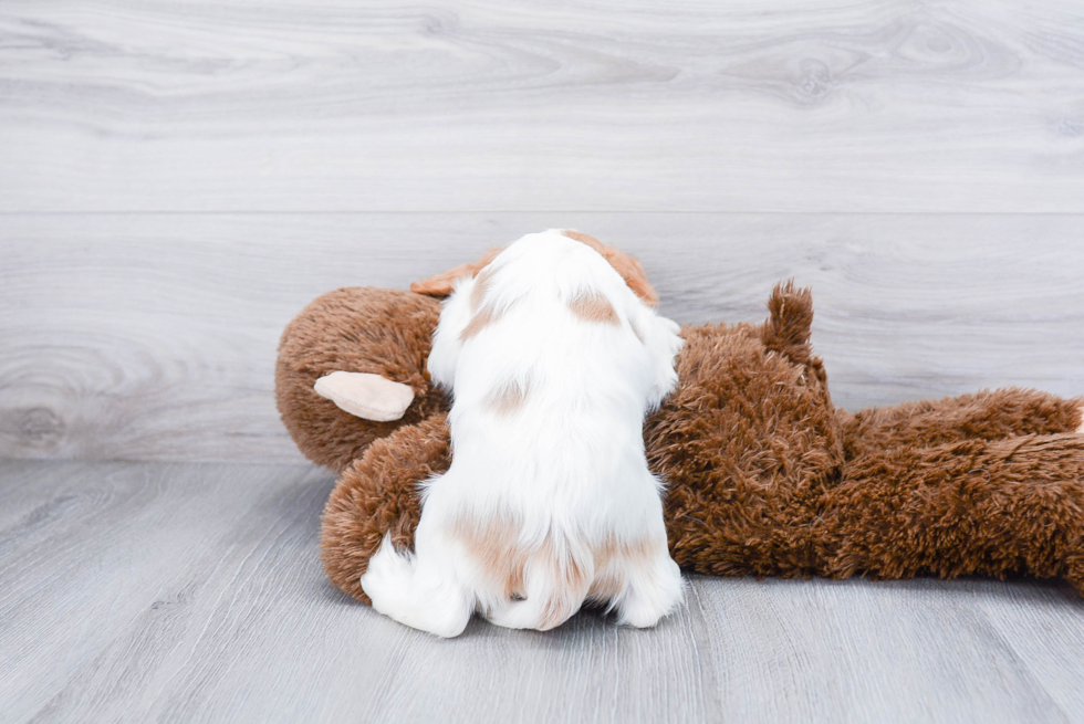 Hypoallergenic Cavalier King Charles Spaniel Baby
