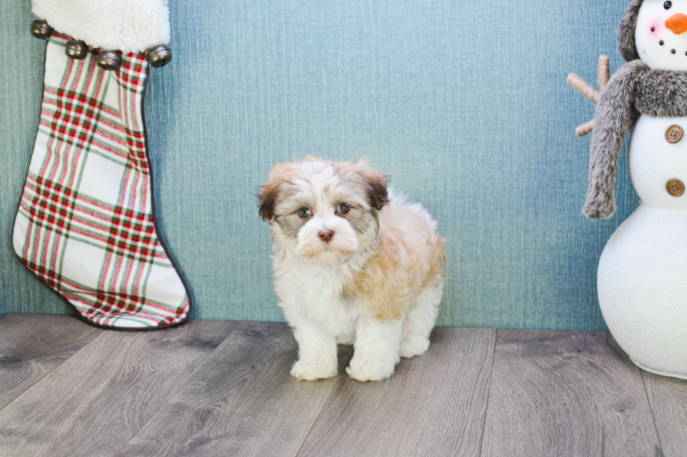 Havanese Puppy for Adoption