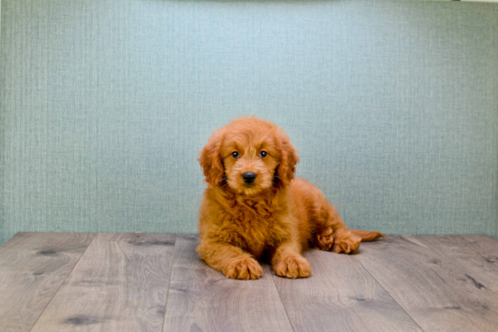 Mini Goldendoodle Pup Being Cute