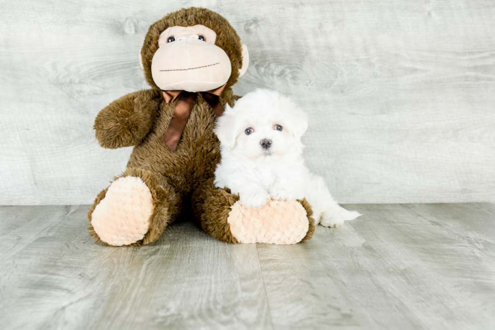 Maltese Puppy for Adoption