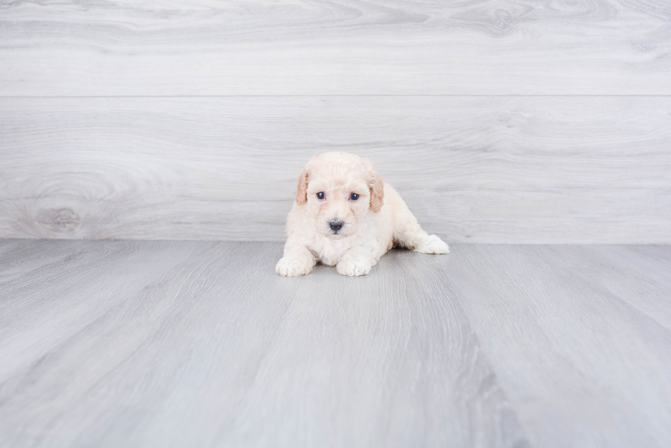 Maltipoo Puppy for Adoption