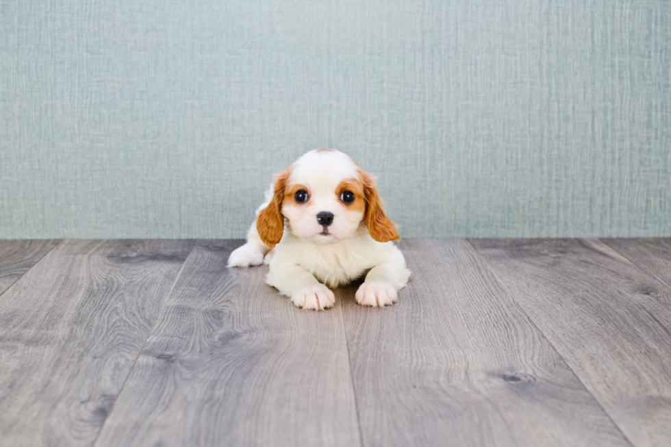 Cavalier King Charles Spaniel Puppy for Adoption