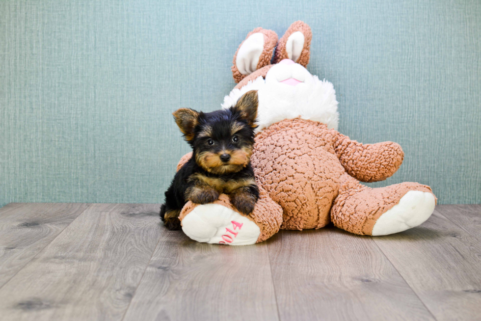 Meet Zoro - our Yorkshire Terrier Puppy Photo 