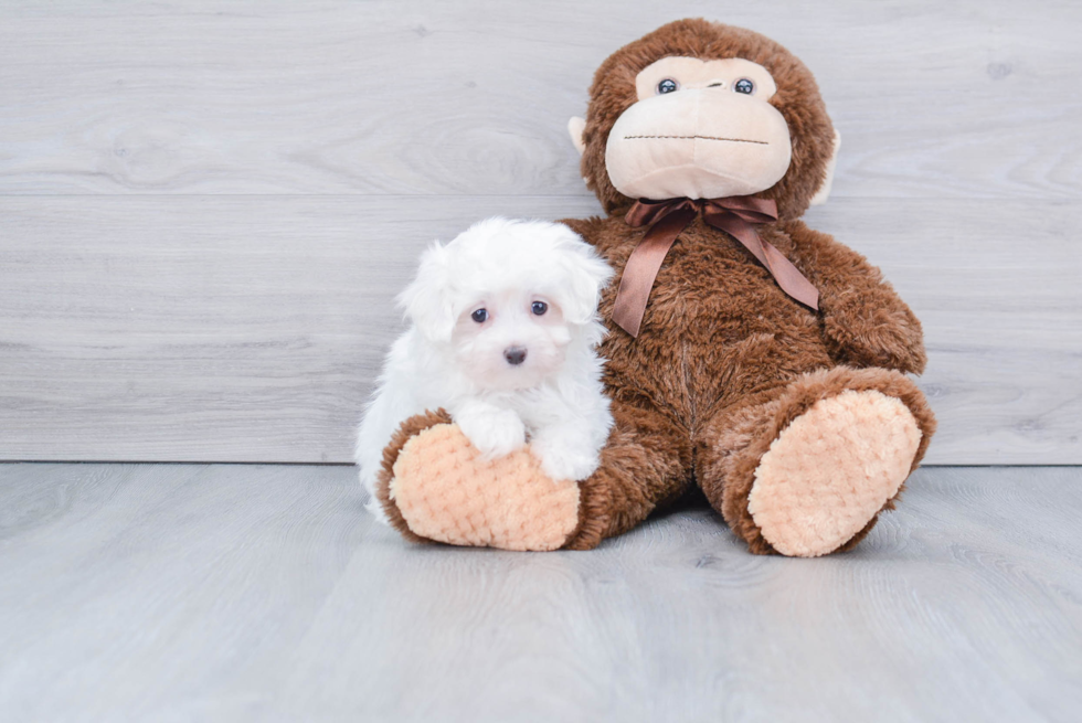 Little Maltese Purebred Pup