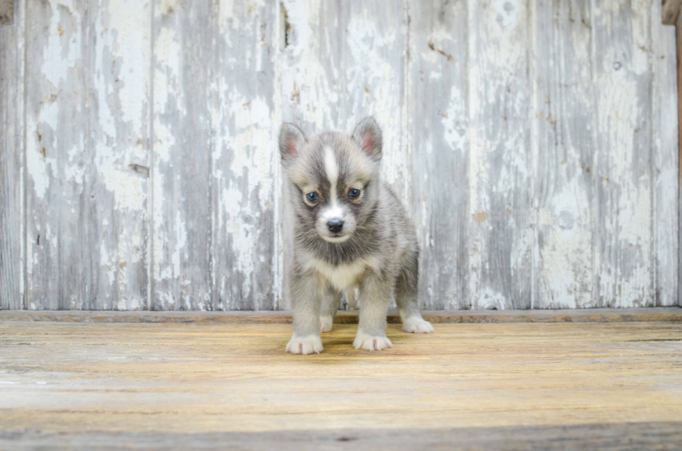 Hypoallergenic Mini Husky Designer Puppy