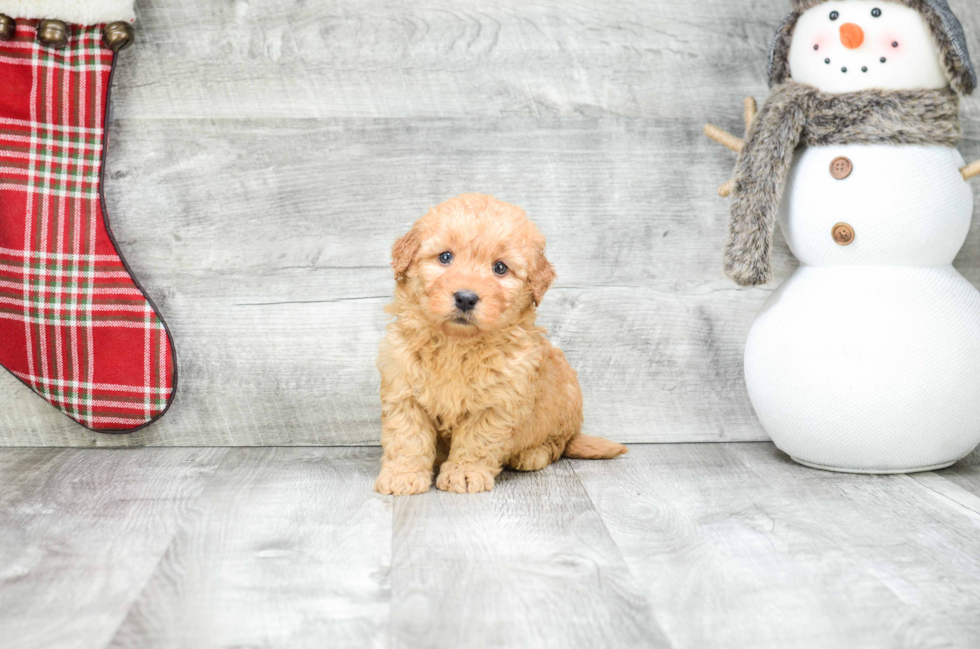 Playful Golden Retriever Poodle Mix Puppy