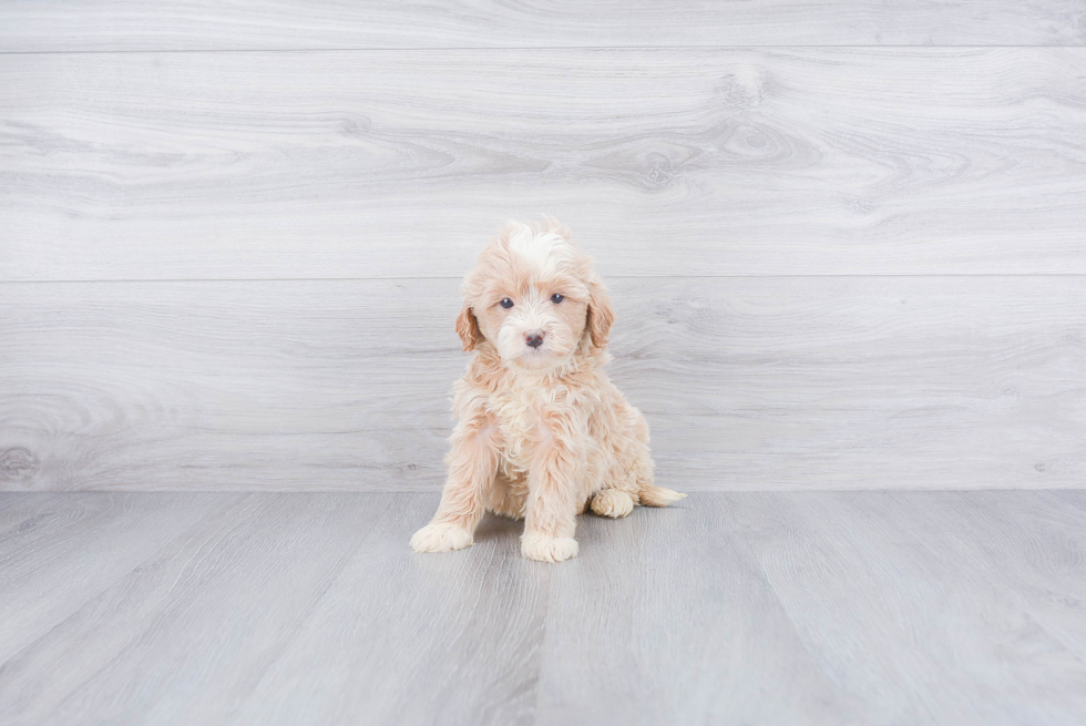 Energetic Golden Retriever Poodle Mix Puppy