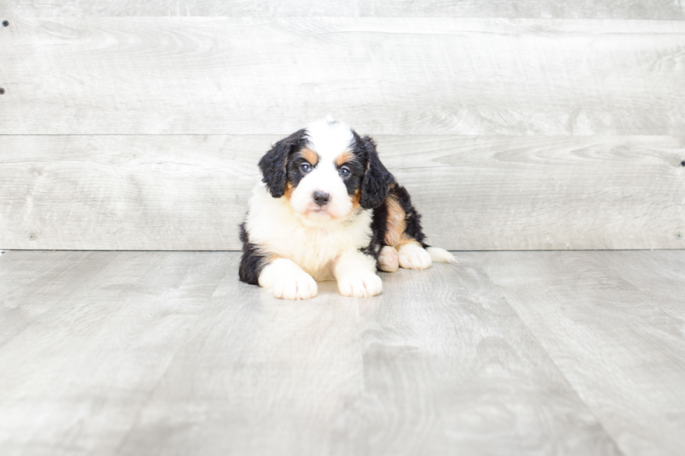 Cute Mini Bernedoodle Baby