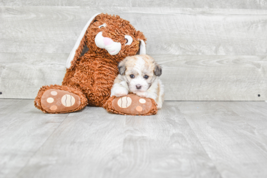 Havanese Puppy for Adoption