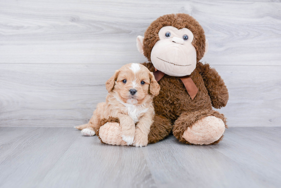 Best Cavapoo Baby