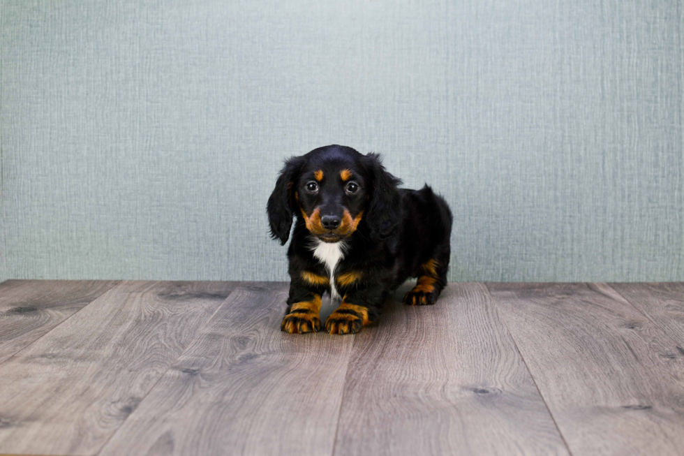 Dachshund Pup Being Cute