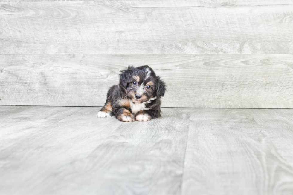 Little Aussiepoo Poodle Mix Puppy