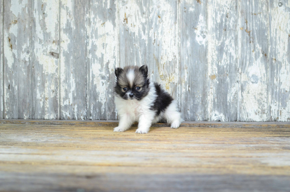 Fluffy Pomeranian Purebred Puppy