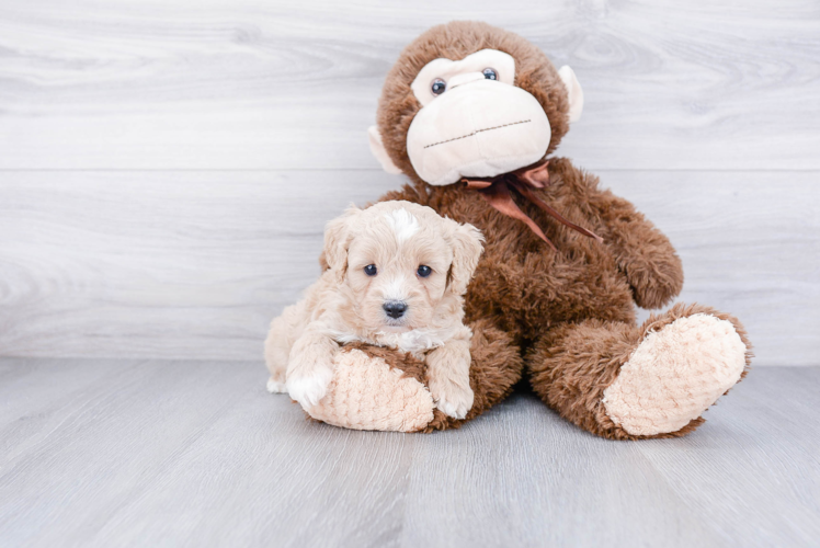 Sweet Cavapoo Baby