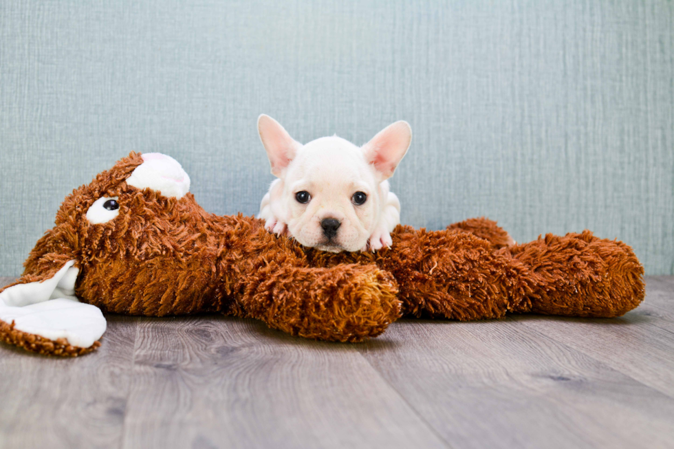 French Bulldog Pup Being Cute