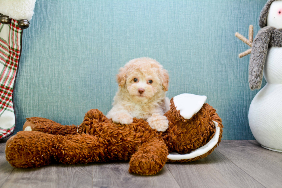 Happy Cavapoo Baby