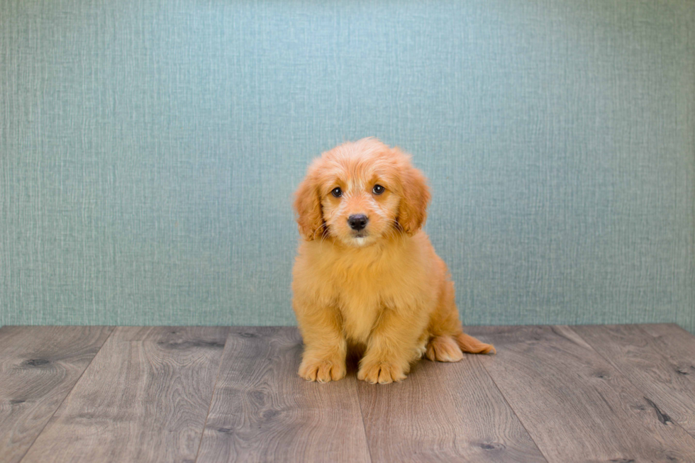 Energetic Golden Retriever Poodle Mix Puppy