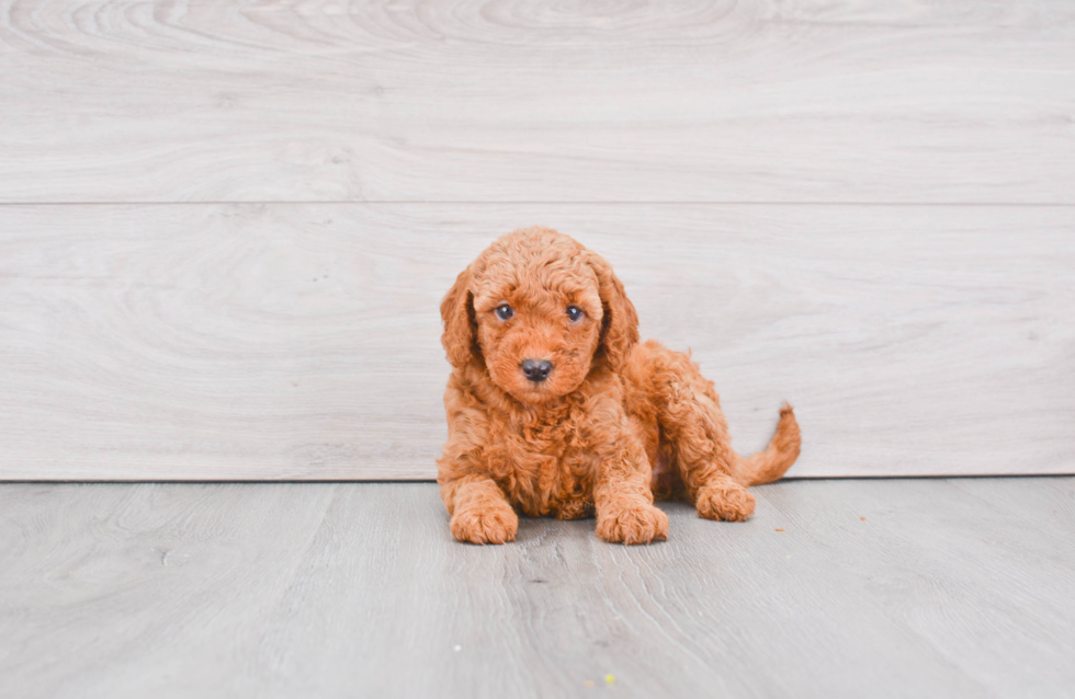 Popular Mini Goldendoodle Poodle Mix Pup