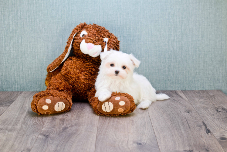 Maltese Puppy for Adoption