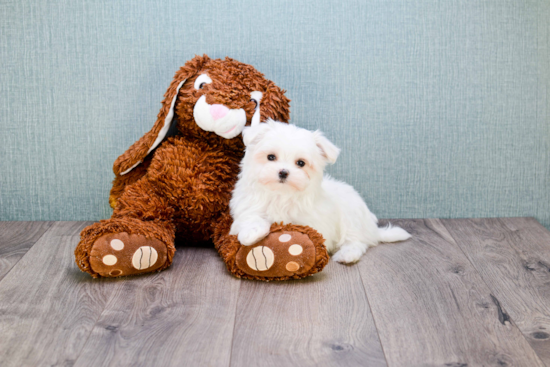 Maltese Puppy for Adoption