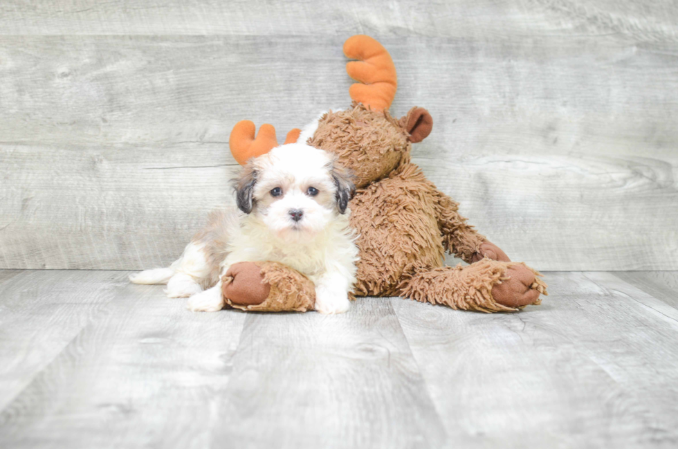 Small Havanese Purebred Pup