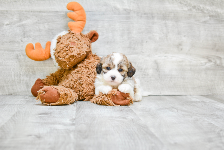 Happy Teddy Bear Baby