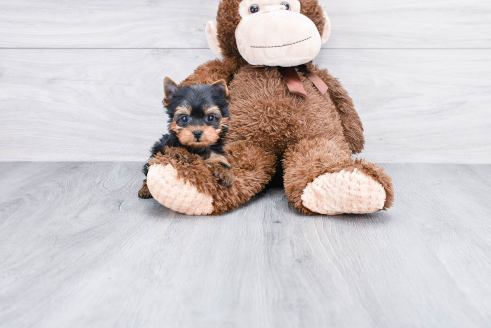 Meet Nugget - our Yorkshire Terrier Puppy Photo 