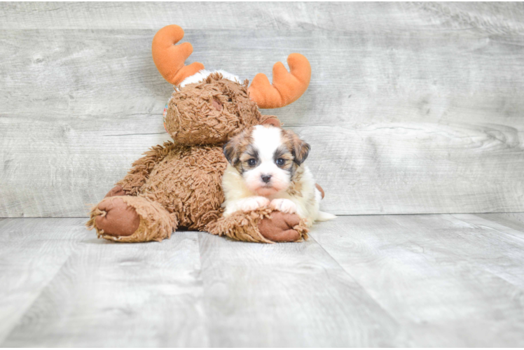 Friendly Teddy Bear Baby