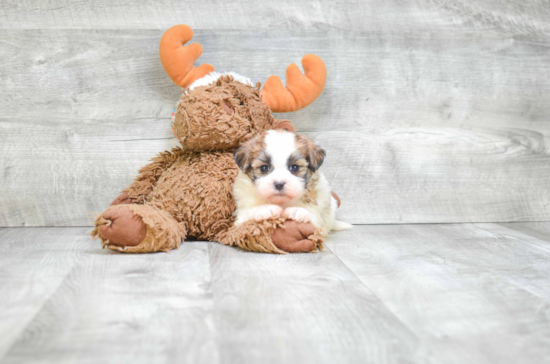 Friendly Teddy Bear Baby