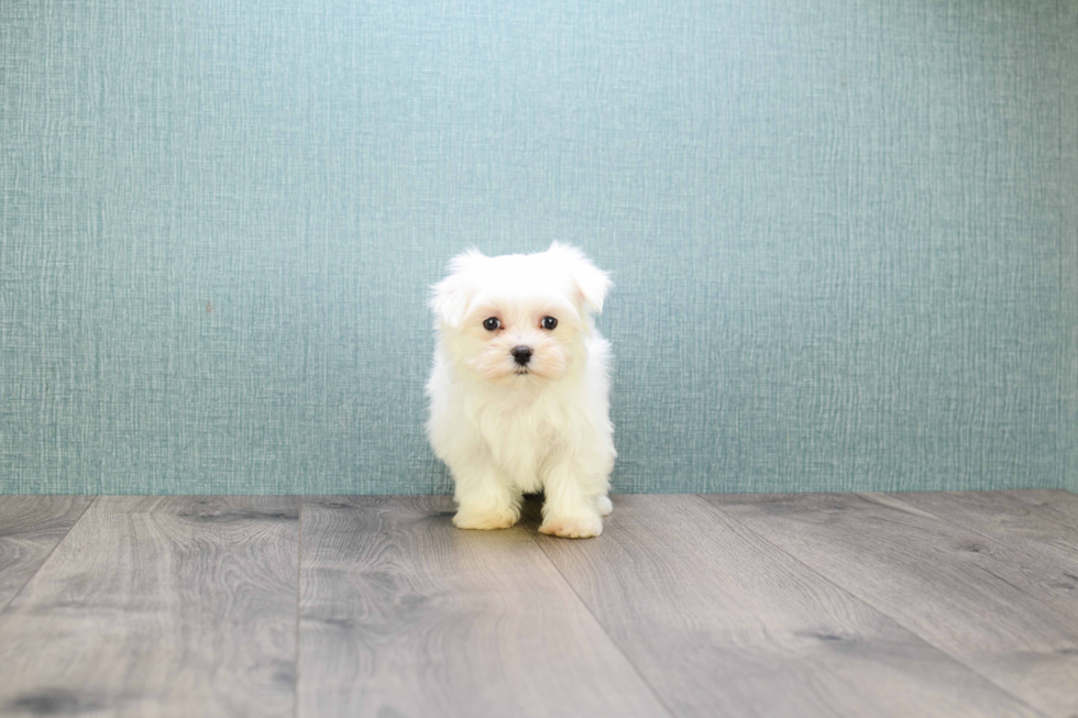 Maltese Puppy for Adoption