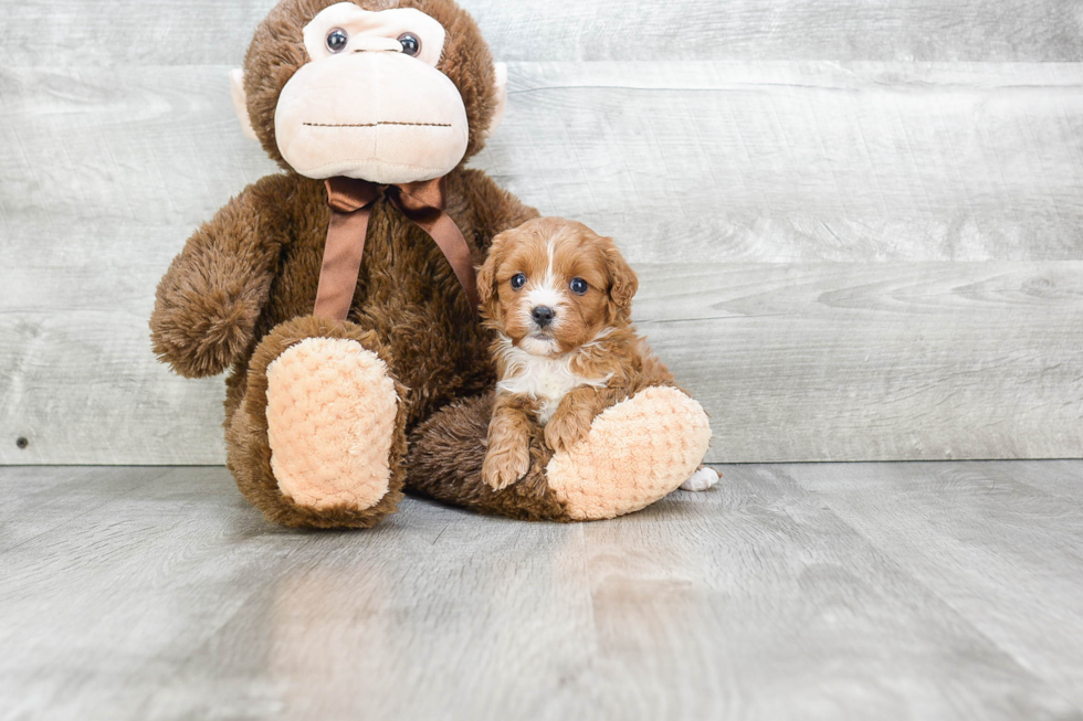 Popular Cavapoo Poodle Mix Pup