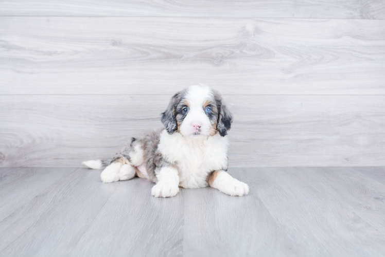 Little Mini Berniedoodle Poodle Mix Puppy