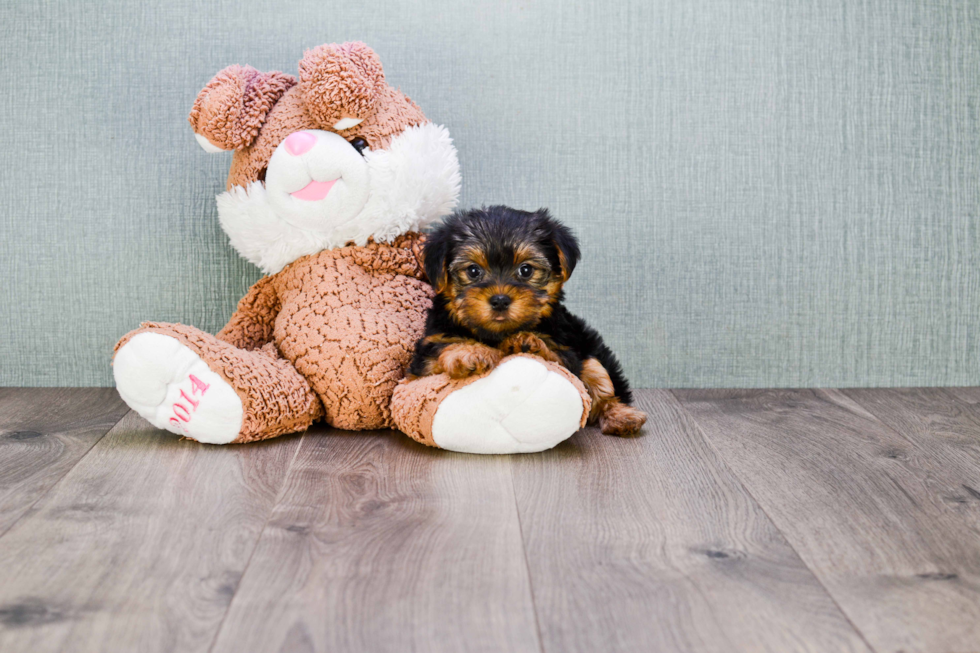 Meet Izzie - our Yorkshire Terrier Puppy Photo 