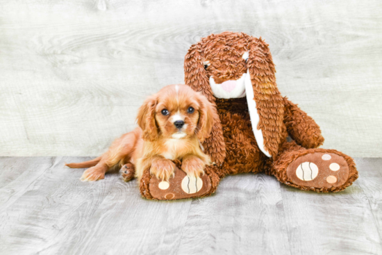 Cavalier King Charles Spaniel Pup Being Cute