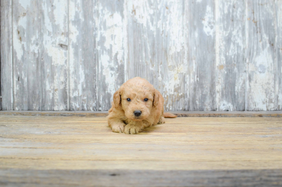 Smart Mini Goldendoodle Poodle Mix Pup