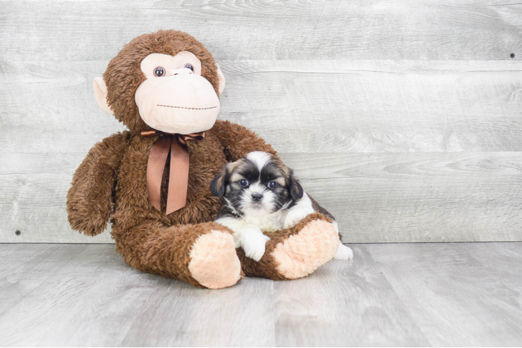 Teddy Bear Pup Being Cute