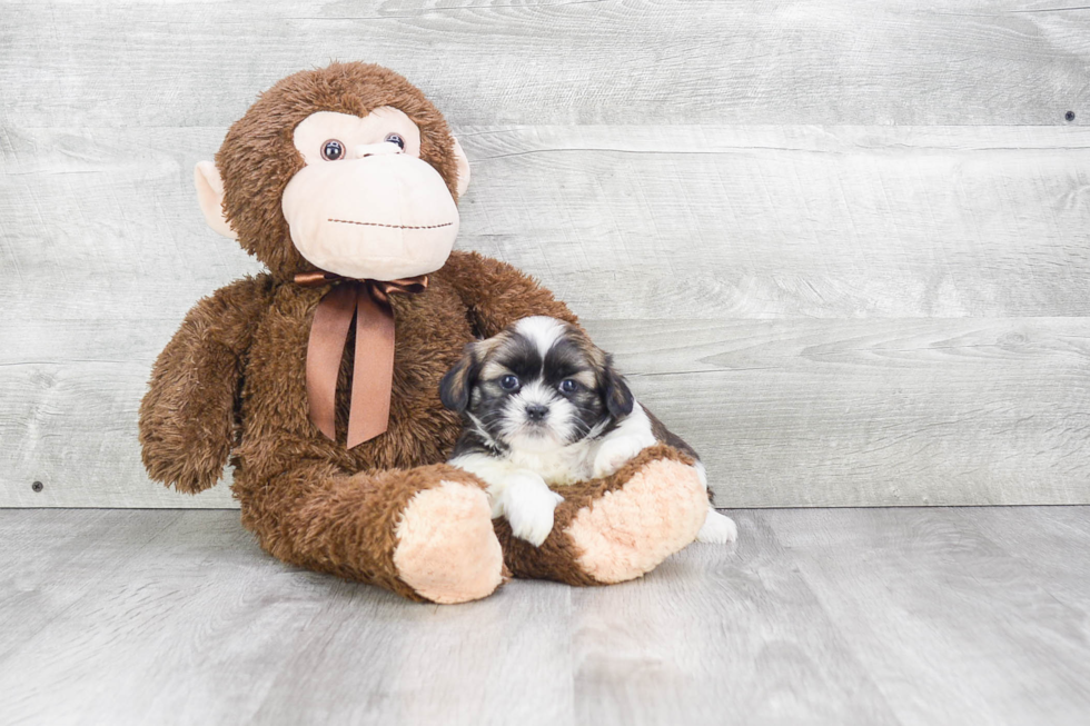 Teddy Bear Pup Being Cute