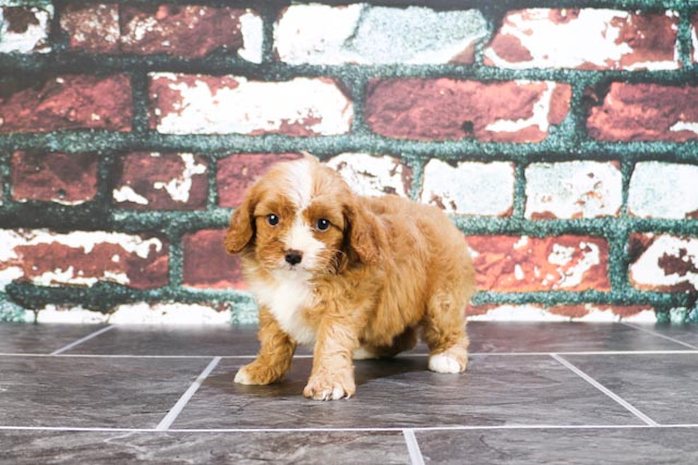 Cavapoo Puppy for Adoption