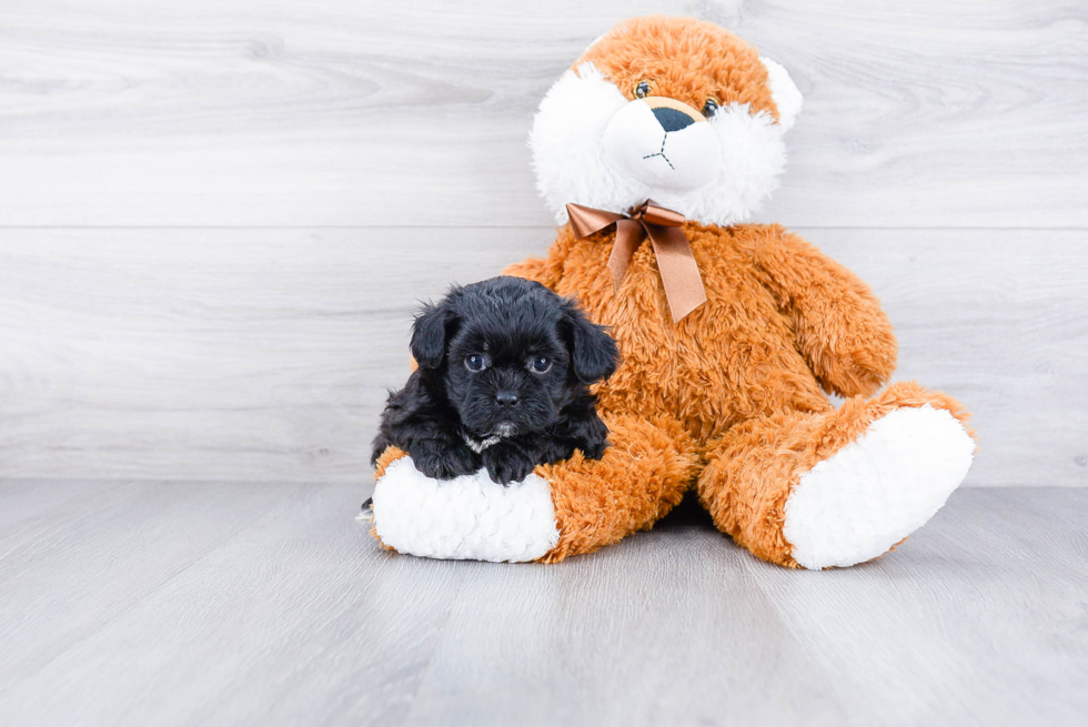 Teddy Bear Pup Being Cute