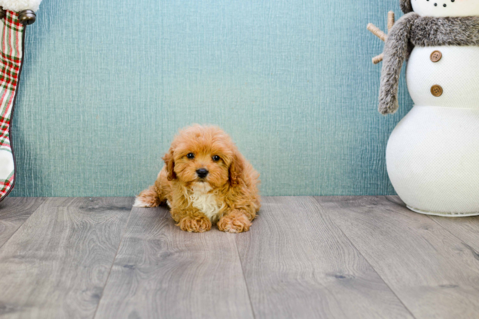 Small Cavapoo Baby