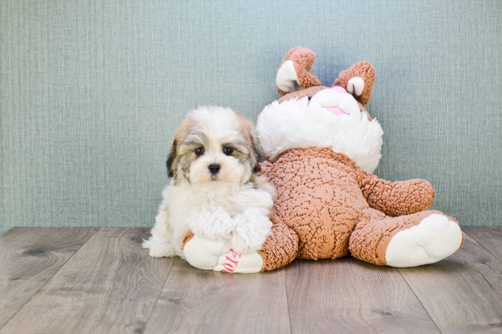 Petite Havanese Purebred Puppy