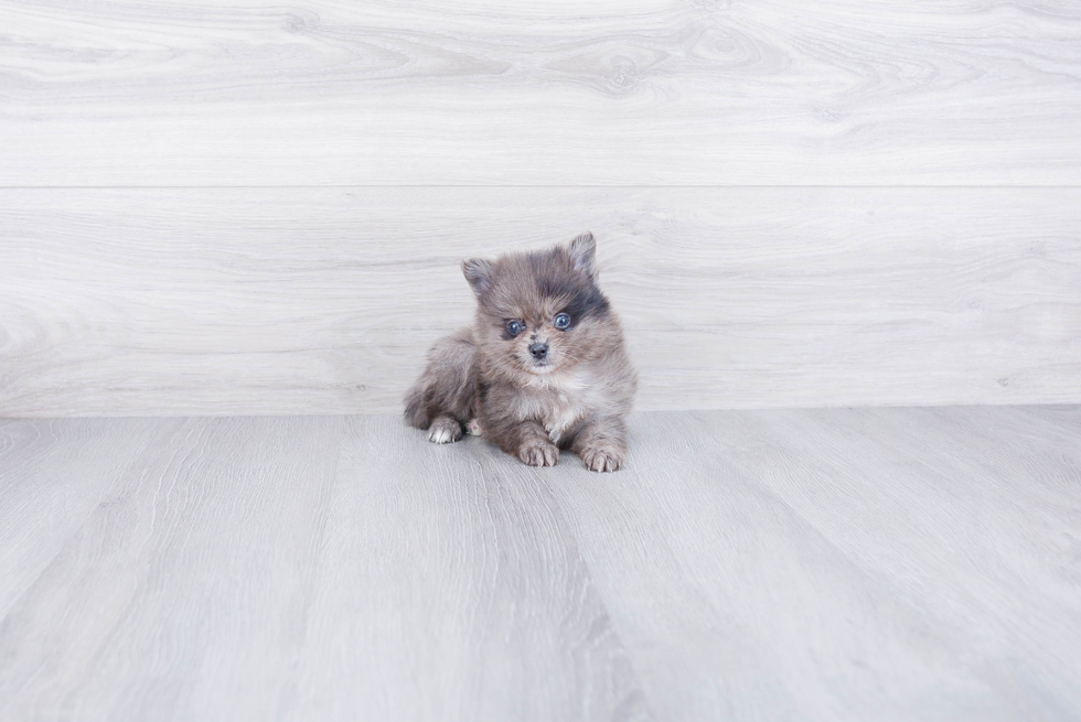 Adorable Pomeranian Purebred Puppy