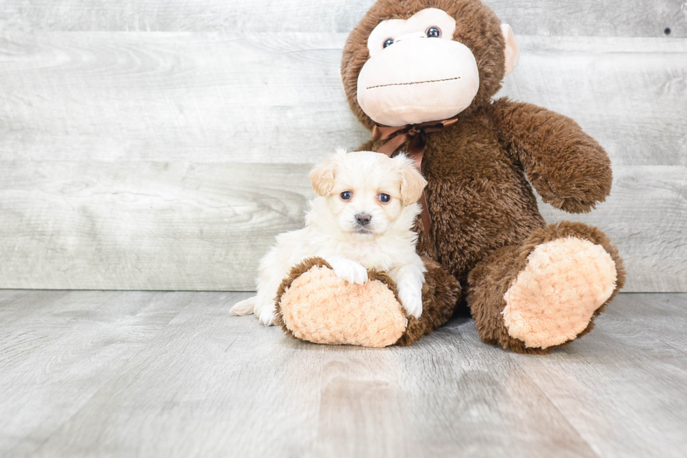 Hypoallergenic Maltepoo Poodle Mix Puppy