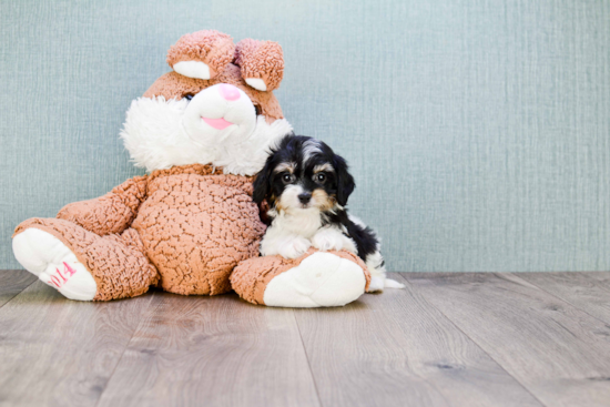 Adorable Cavalier Designer Puppy