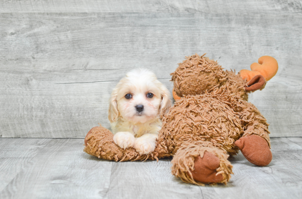 Adorable Cavalier Designer Puppy